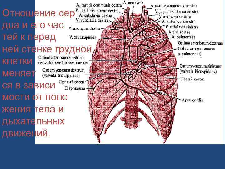 Отношение сер дца и его час тей к перед ней стенке грудной клетки меняет