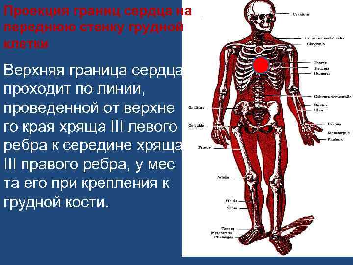 Проекция границ сердца на переднюю стенку грудной клетки Верхняя граница сердца проходит по линии,