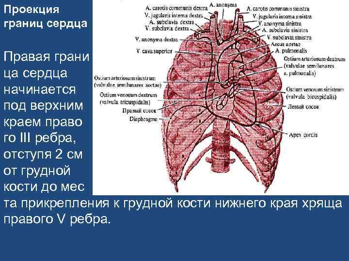 Проекция границ сердца Правая грани ца сердца начинается под верхним краем право го III