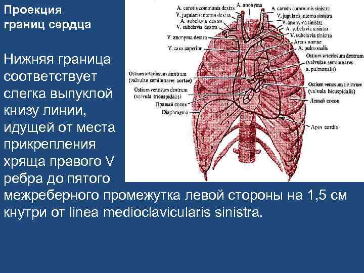Проекция границ сердца Нижняя граница соответствует слегка выпуклой книзу линии, идущей от места прикрепления