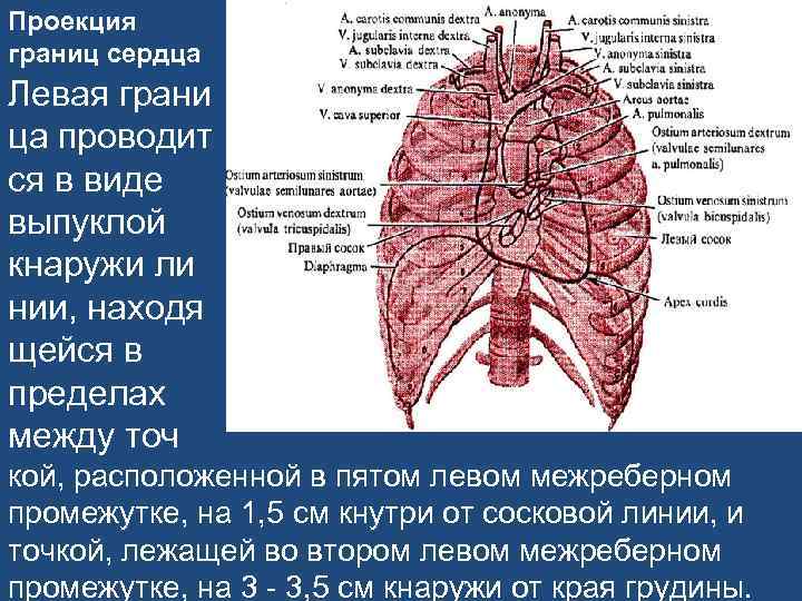 Проекция границ сердца Левая грани ца проводит ся в виде выпуклой кнаружи ли нии,