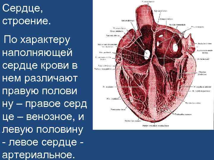 Сердце, строение. По характеру наполняющей сердце крови в нем различают правую полови ну –