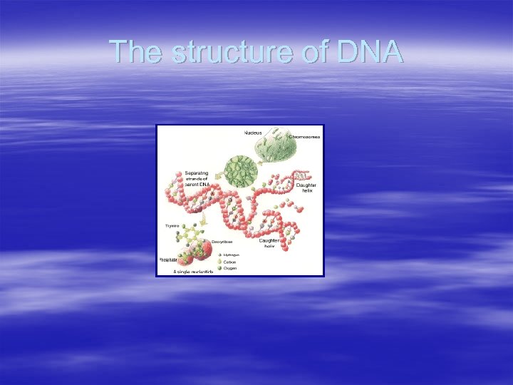 The structure of DNA 