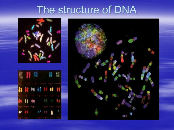 The structure of DNA 