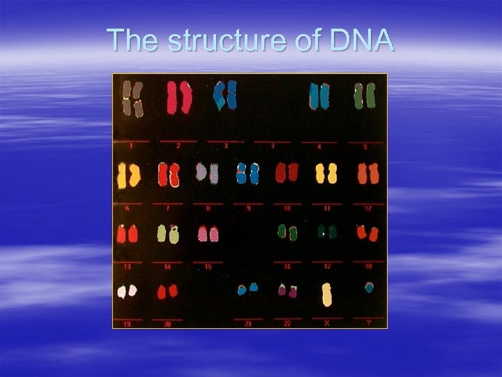 The structure of DNA 