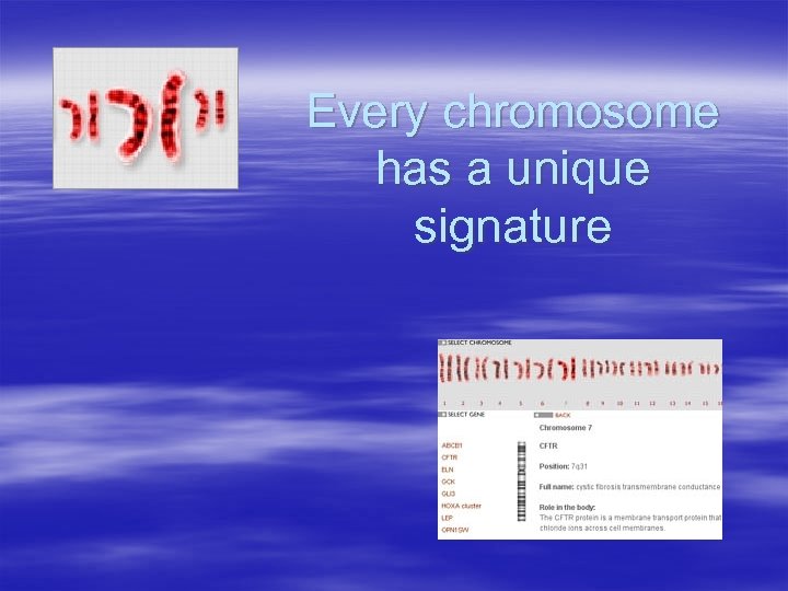 Every chromosome has a unique signature 