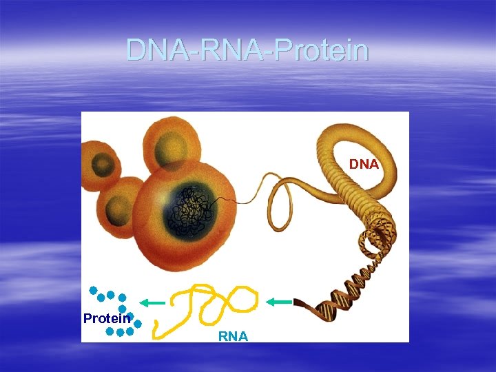 DNA-RNA-Protein DNA Protein RNA 