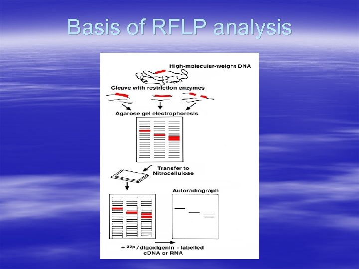 Basis of RFLP analysis 