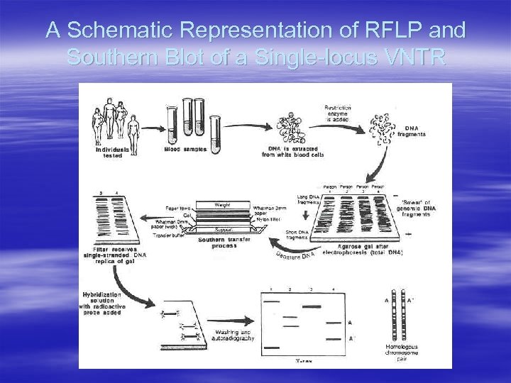 A Schematic Representation of RFLP and Southern Blot of a Single-locus VNTR 