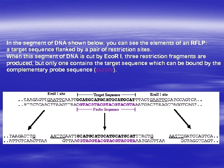 In the segment of DNA shown below, you can see the elements of an