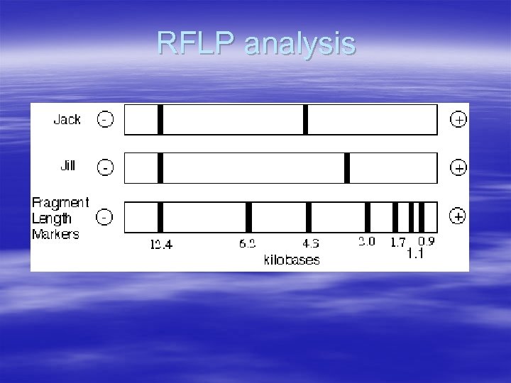 RFLP analysis 