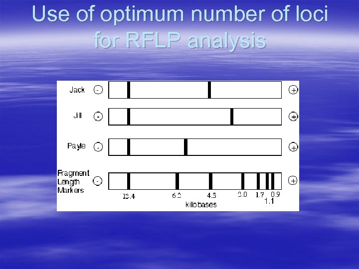 Use of optimum number of loci for RFLP analysis 
