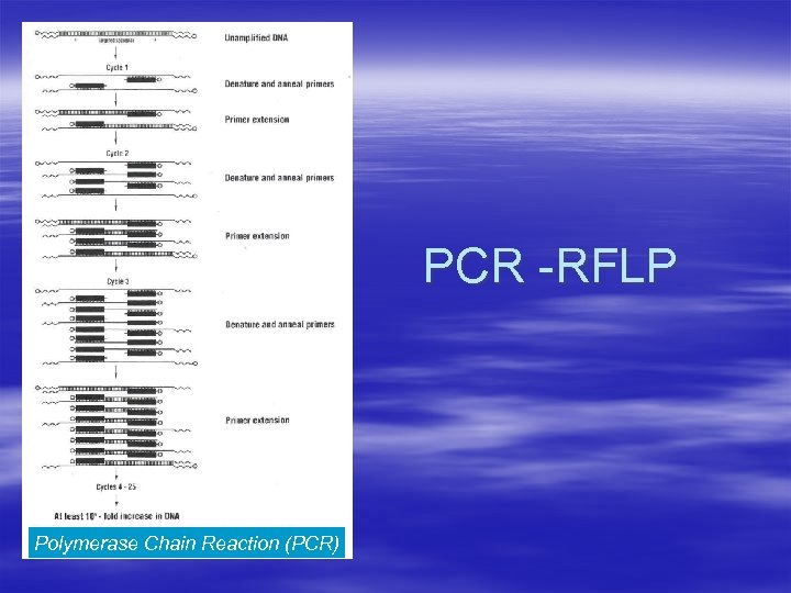  PCR -RFLP Polymerase Chain Reaction (PCR) 