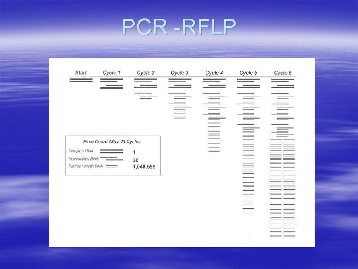 PCR -RFLP 