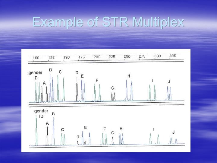 Example of STR Multiplex 