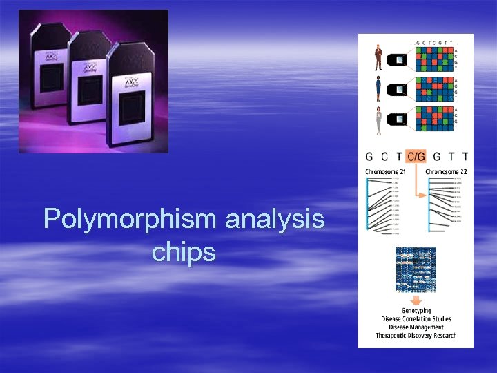 Polymorphism analysis chips 