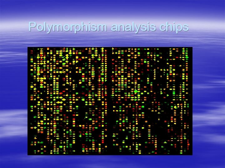 Polymorphism analysis chips 