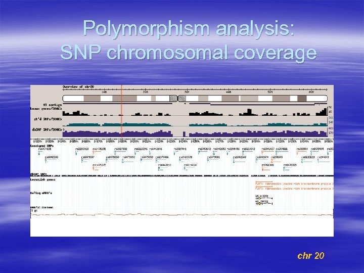 Polymorphism analysis: SNP chromosomal coverage chr 20 
