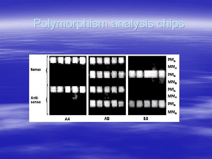 Polymorphism analysis chips 