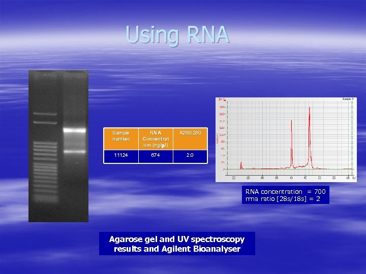 Using RNA Sample number RNA Concentrat ion (ng/ l) (ng/ A 260: 280 11124