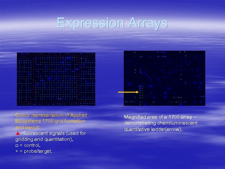 Expression Arrays Colour representation of Applied Biosystems 1700 grid formation and layout: ▲=fluorescent signals