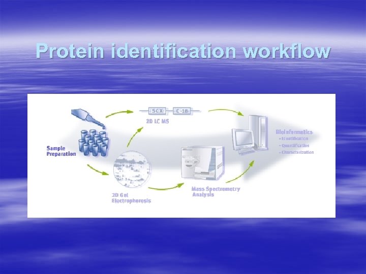 Protein identification workflow 