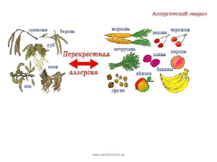 Аллергический «марш» www. pediatrics. kh. ua 