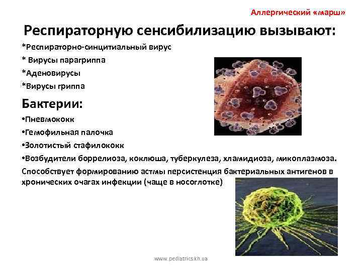 Аллергический «марш» Респираторную сенсибилизацию вызывают: *Респираторно-синцитиальный вирус * Вирусы парагриппа *Аденовирусы *Вирусы гриппа Бактерии: