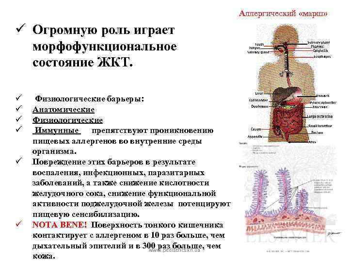 Аллергический «марш» ü Огромную роль играет морфофункциональное состояние ЖКТ. ü ü ü Физиологические барьеры: