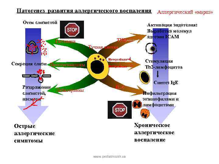 Патогенез развития аллергического воспаления Аллергический «марш» Отек слизистой Гистамин Секреция слизи Простагландины Раздражение слизистой,