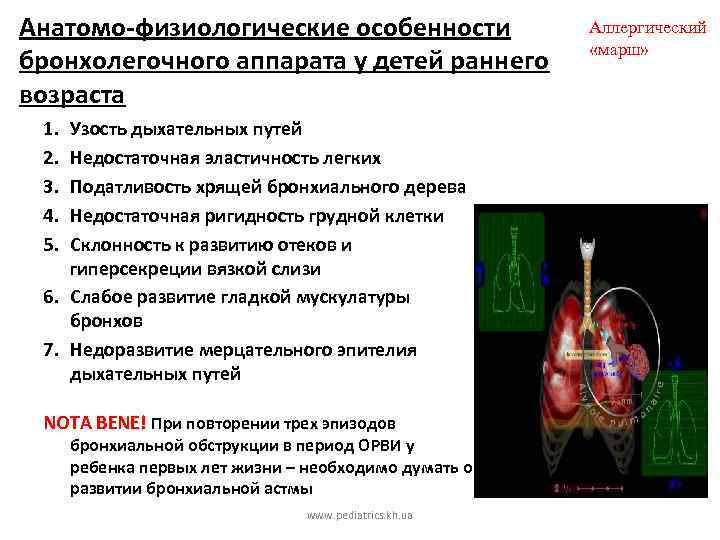 Анатомо-физиологические особенности бронхолегочного аппарата у детей раннего возраста 1. 2. 3. 4. 5. Узость