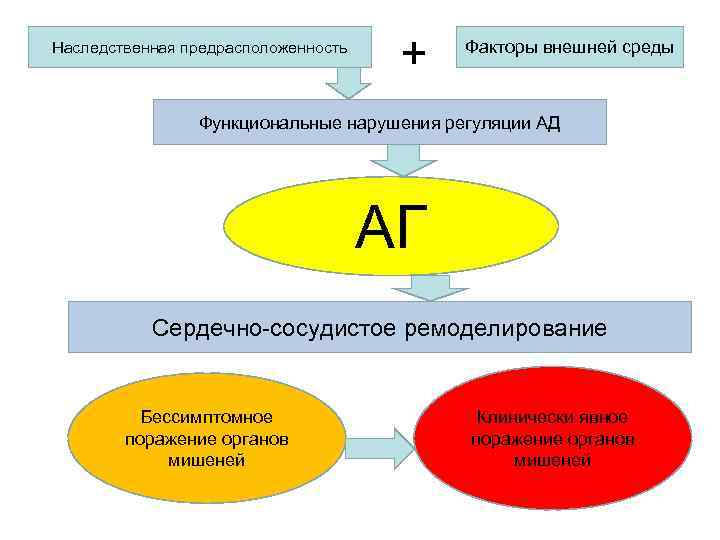 Наследственная предрасположенность + Факторы внешней среды Функциональные нарушения регуляции АД АГ Сердечно-сосудистое ремоделирование Бессимптомное