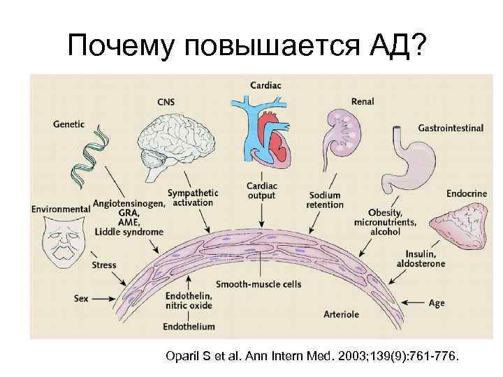 Почему повышается АД? Oparil S et al. Ann Intern Med. 2003; 139(9): 761 -776.