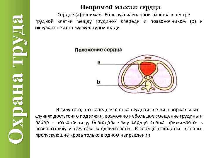 Охрана труда Непрямой массаж сердца Сердце (а) занимает большую часть пространства в центре грудной