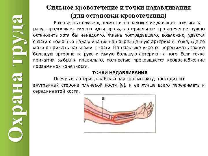 Охрана труда Сильное кровотечение и точки надавливания (для остановки кровотечения) В серьезных случаях, несмотря