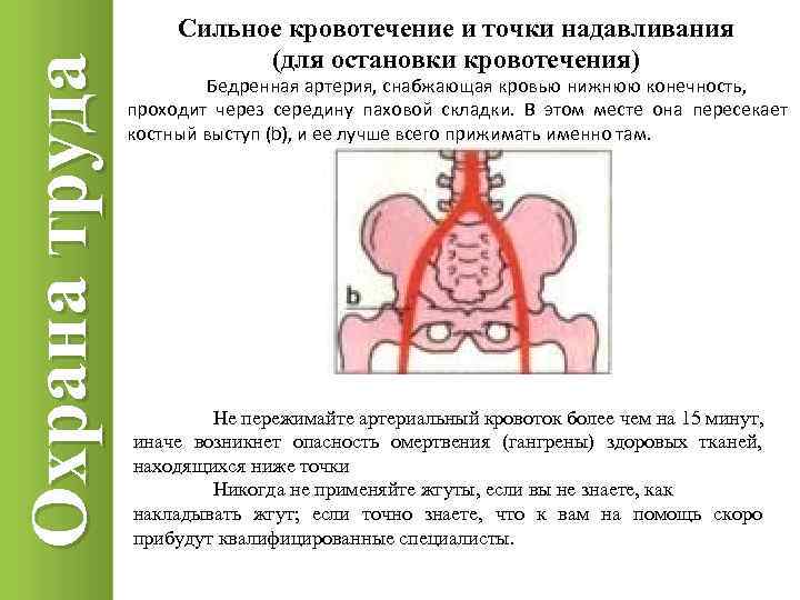 Охрана труда Сильное кровотечение и точки надавливания (для остановки кровотечения) Бедренная артерия, снабжающая кровью