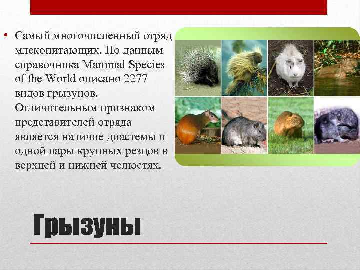  • Самый многочисленный отряд млекопитающих. По данным справочника Mammal Species of the World