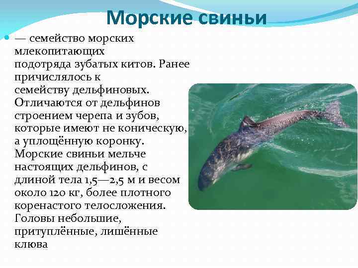 Морские свиньи — семейство морских млекопитающих подотряда зубатых китов. Ранее причислялось к семейству дельфиновых.