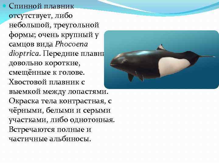  Спинной плавник отсутствует, либо небольшой, треугольной формы; очень крупный у самцов вида Phocoena