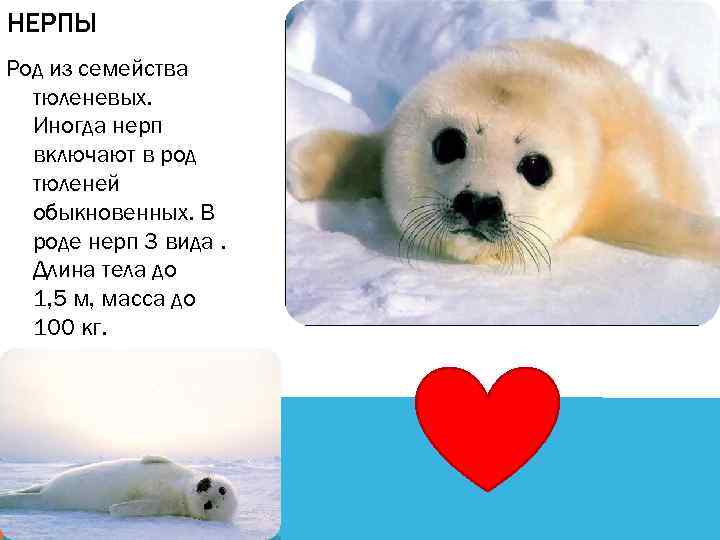 НЕРПЫ Род из семейства тюленевых. Иногда нерп включают в род тюленей обыкновенных. В роде