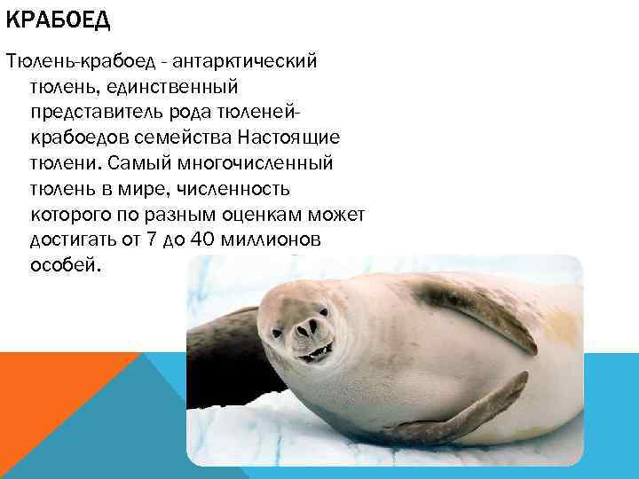 КРАБОЕД Тюлень-крабоед - антарктический тюлень, единственный представитель рода тюленейкрабоедов семейства Настоящие тюлени. Самый многочисленный