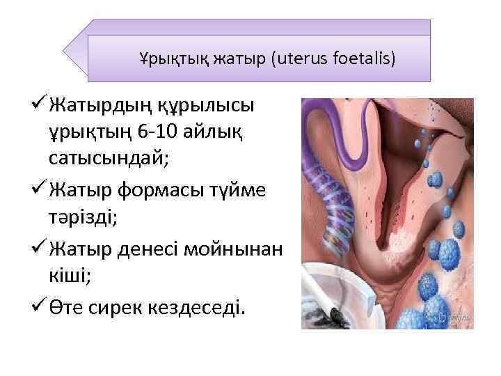 Әйел жыныс мүшелерінің қабыну аурулары презентация