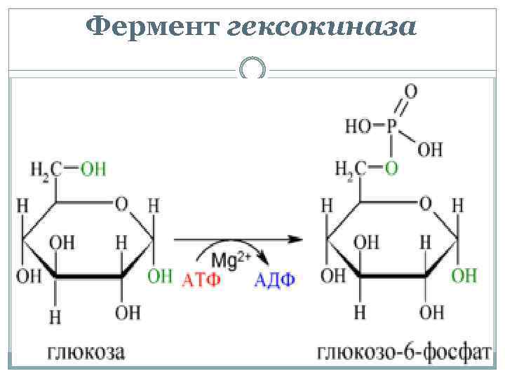 Фермент гексокиназа 