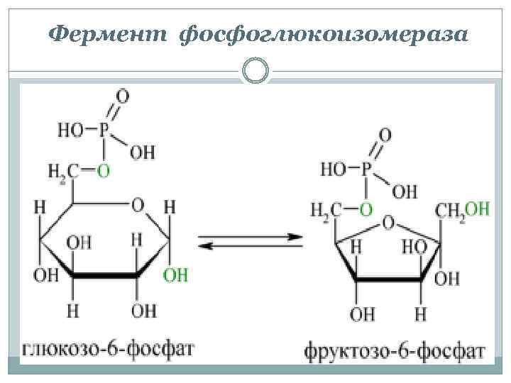 Фермент фосфоглюкоизомераза 