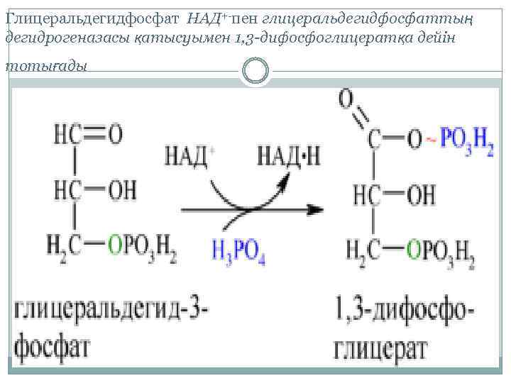 Глицеральдегидфосфат НАД+-пен глицеральдегидфосфаттың дегидрогеназасы қатысуымен 1, 3 -дифосфоглицератқа дейін тотығады 
