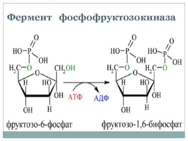 Фермент фосфофруктозокиназа 