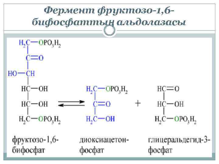 Фермент фруктозо-1, 6 бифосфаттың альдолазасы 