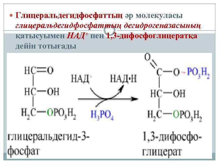  Глицеральдегидфосфаттың әр молекуласы глицеральдегидфосфаттың дегидрогеназасының қатысуымен НАД+ пен 1, 3 -дифосфоглицератқа дейін тотығады