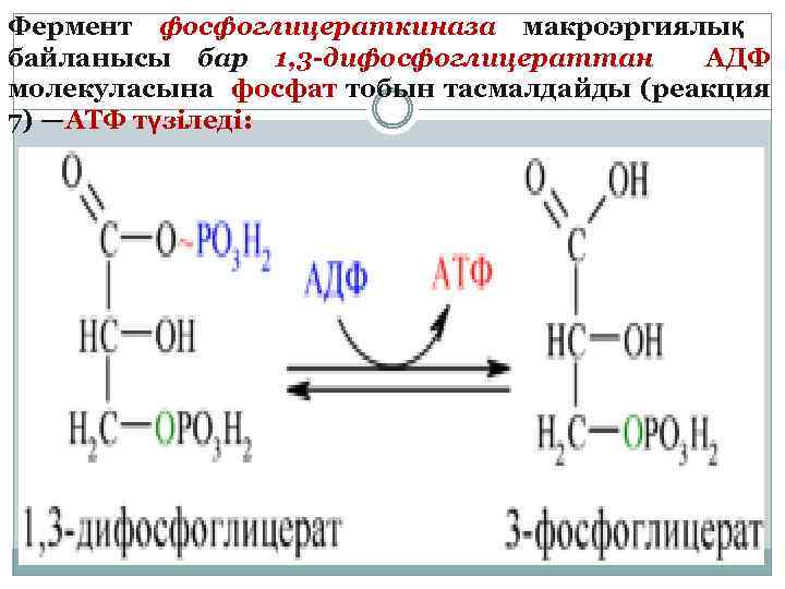 Фермент фосфоглицераткиназа макроэргиялық байланысы бар 1, 3 -дифосфоглицераттан АДФ молекуласына фосфат тобын тасмалдайды (реакция