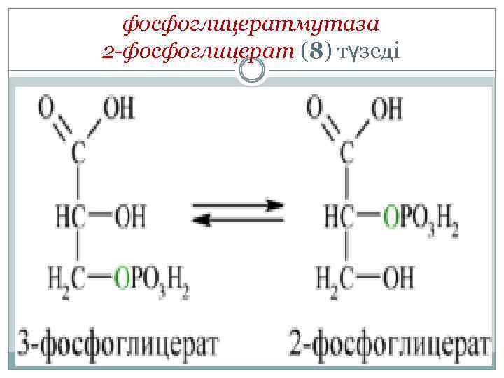 фосфоглицератмутаза 2 -фосфоглицерат (8) түзеді 